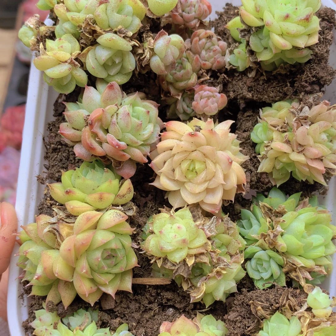 我要睡觉啦晚安了晚安029