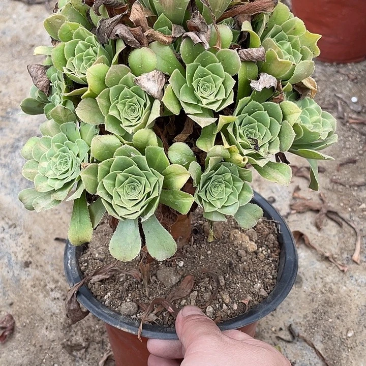 372琉璃多肉植物法师