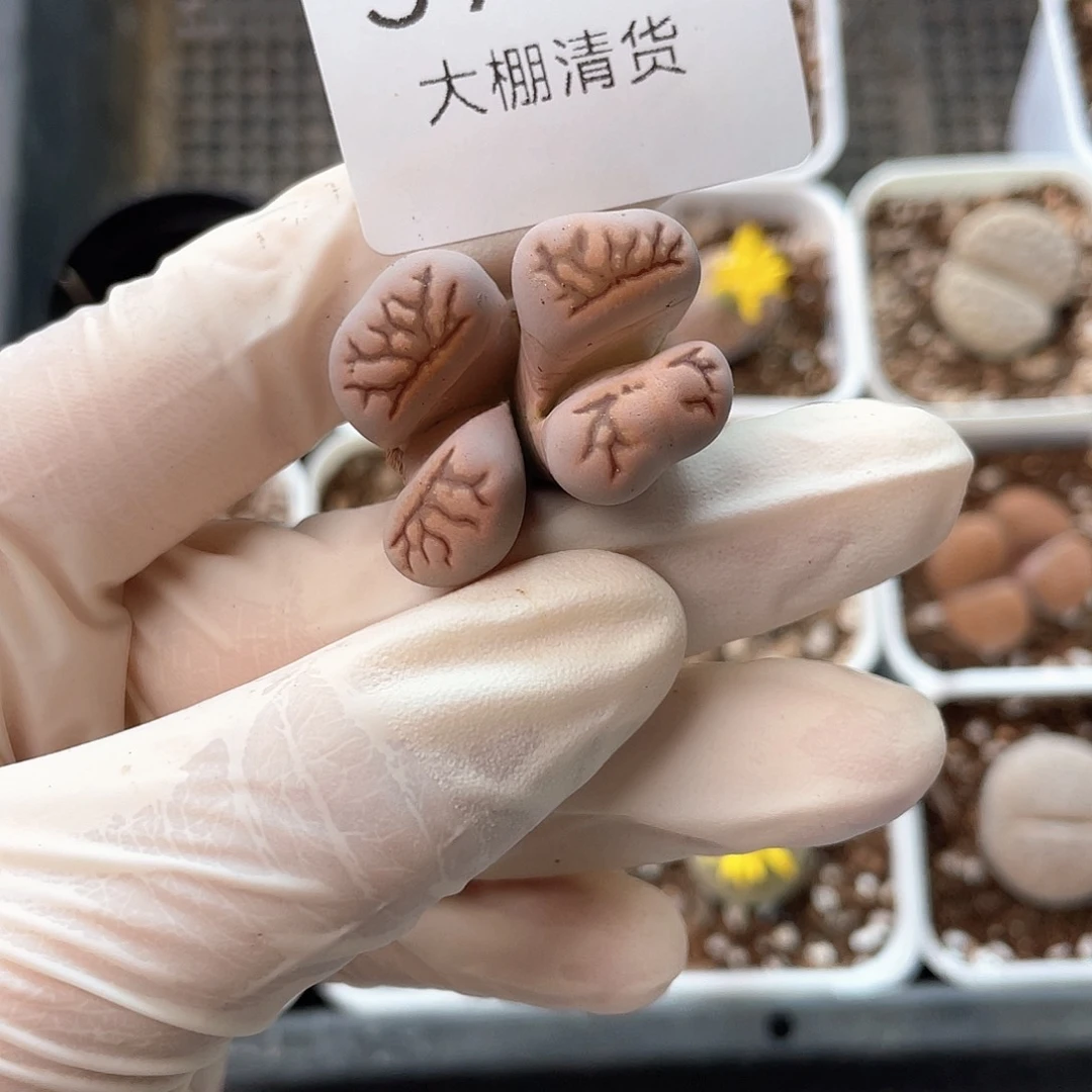 杠***精5988大棚清仓甩卖了