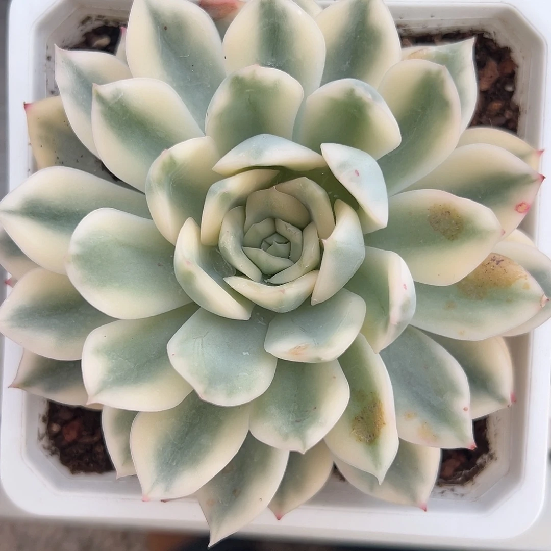 月亮仙子锦多肉植物