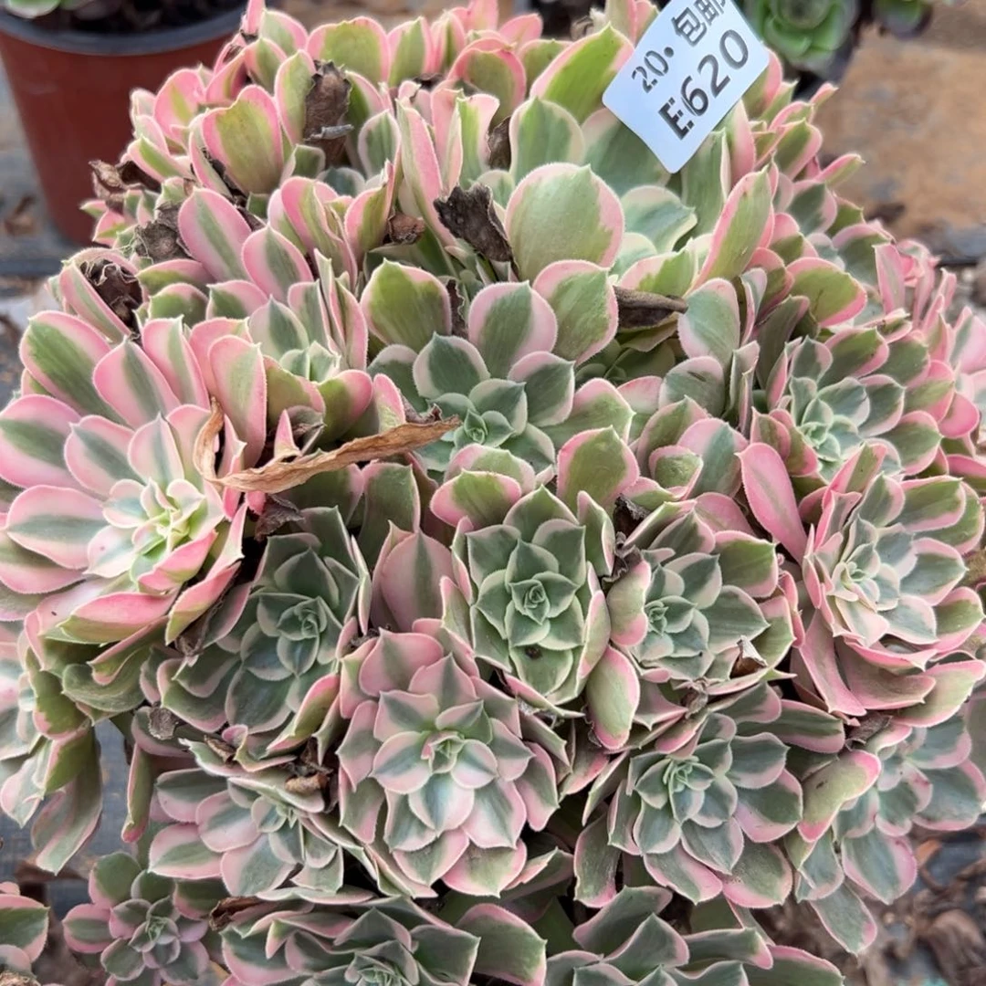 620男神，多肉法师