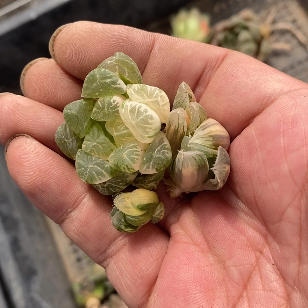 741 三颗玉露锦。超级618福利。