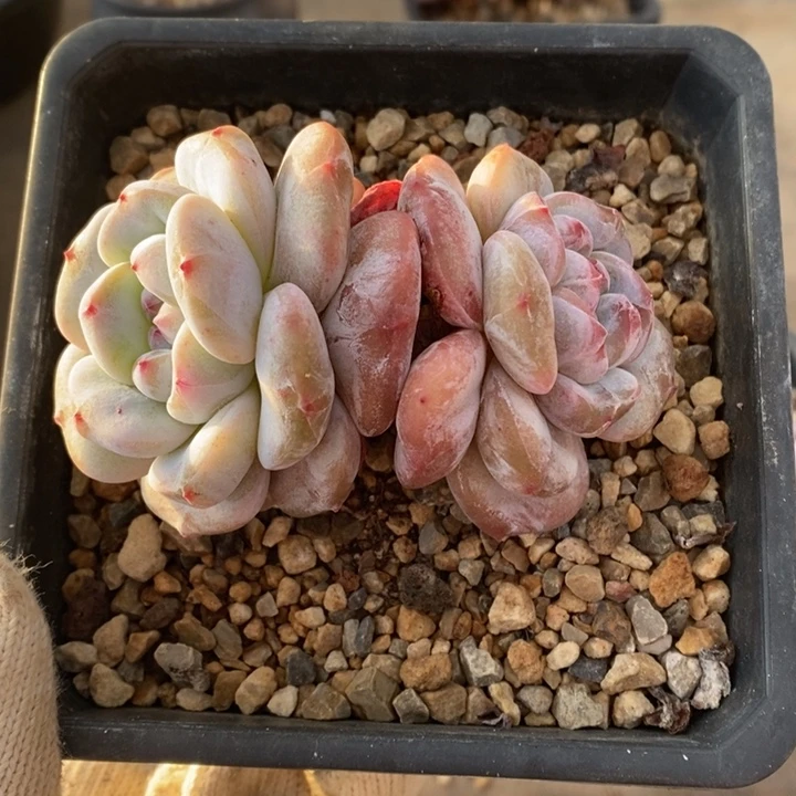 两头精咯大粗腿爬梯