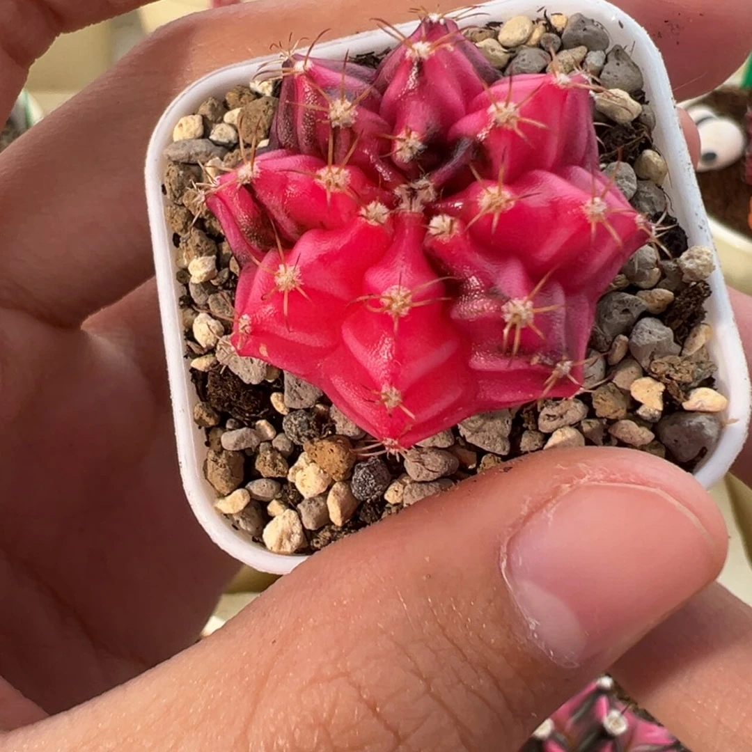 143 好看的米哈冲冲冲