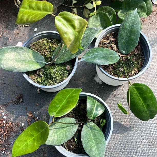 太行（大叶红花球兰）大花形球兰开花好看