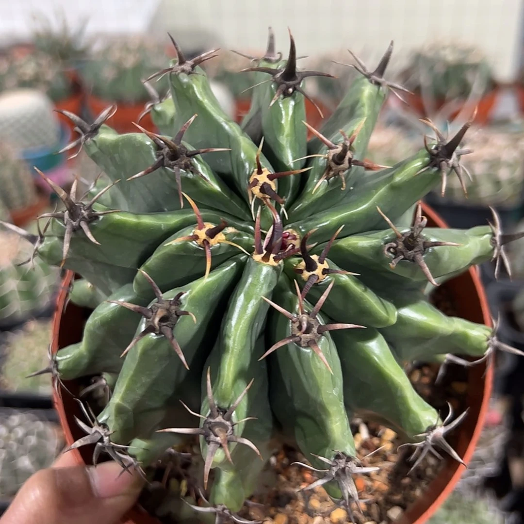 【闪购商品】实生仙人球