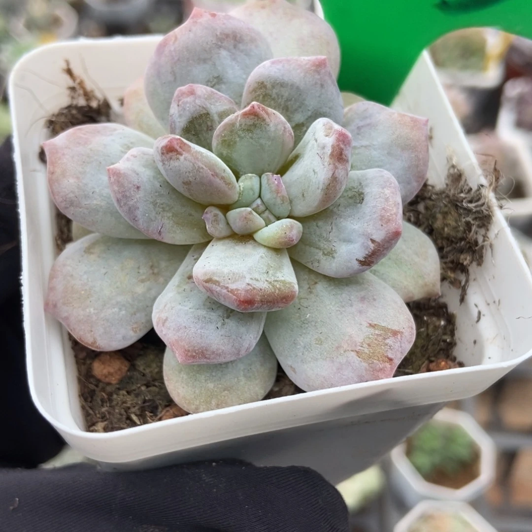 933玉芙蓉石化多肉植物