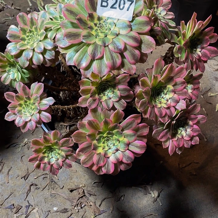 简*多肉法师207号不知名