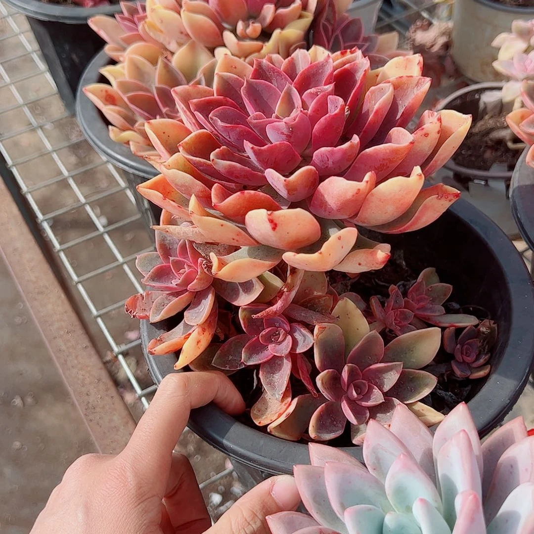 紫气东来多头造型精品特价