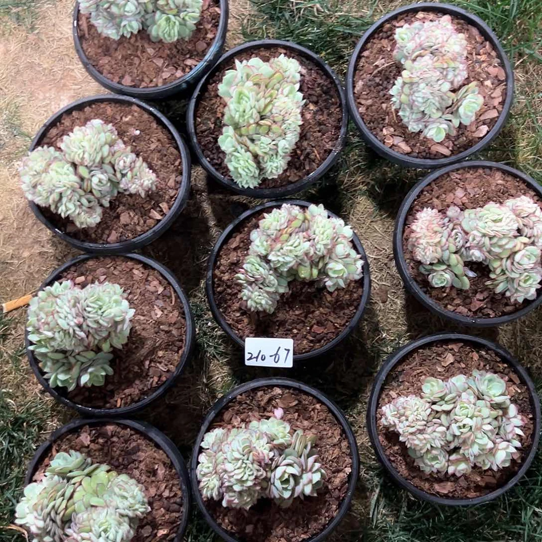 210-67牡丹亭缀化多肉随机