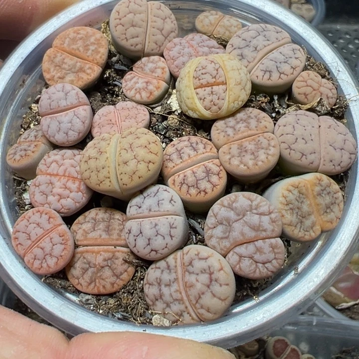 【闪购商品】 603。