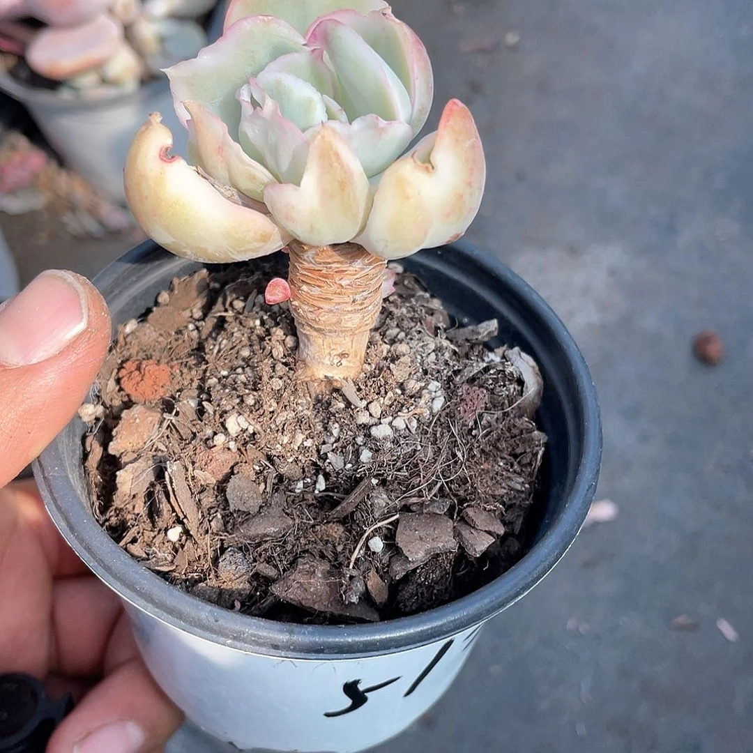 老***猫花车锦小老桩带盆发货多肉