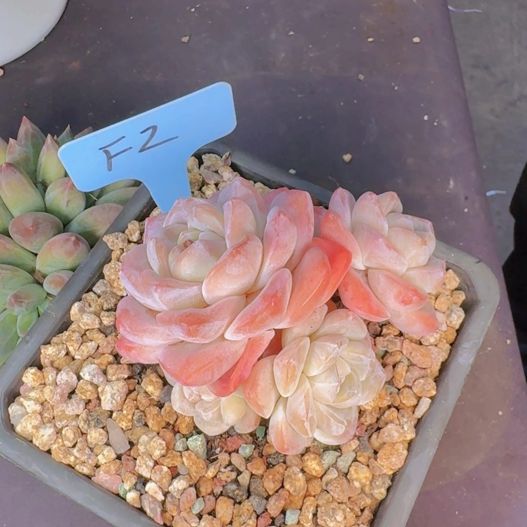 向*葵多肉植物的生长发育