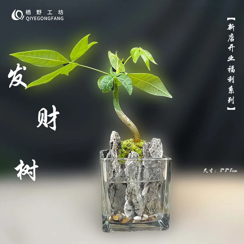 发财树室内桌面绿植景观青龙石造景创意盆栽