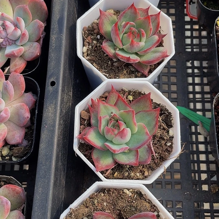 八角盆惊鸿带哦土发货