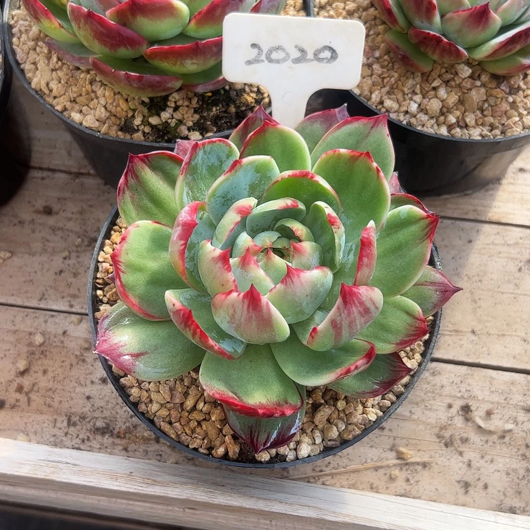 向***。惊鸿仙子一物一拍2020号