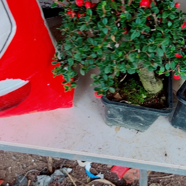 V***8无花朵白花栒子，带盆发货，漂亮