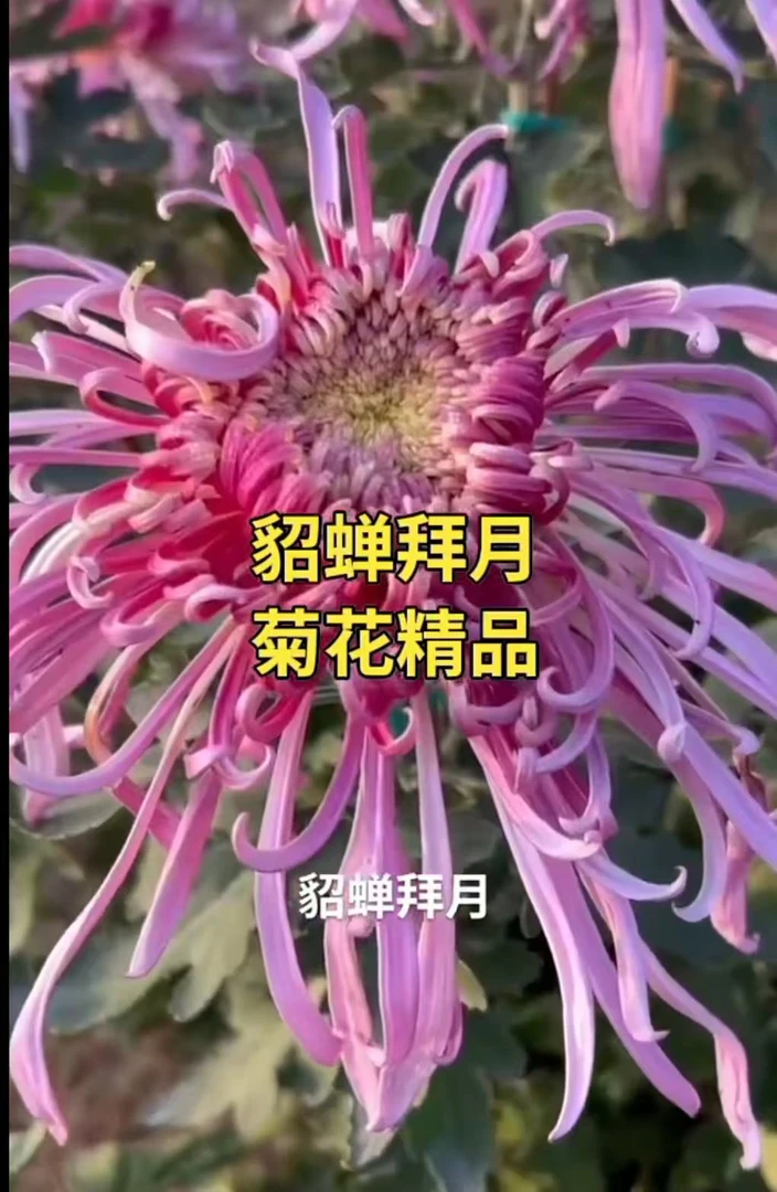 【貂蝉拜月】九月菊盆栽室内室外易养护