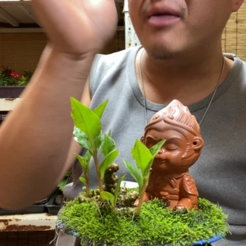 红陶霁**月一物一拍所见即所得92
