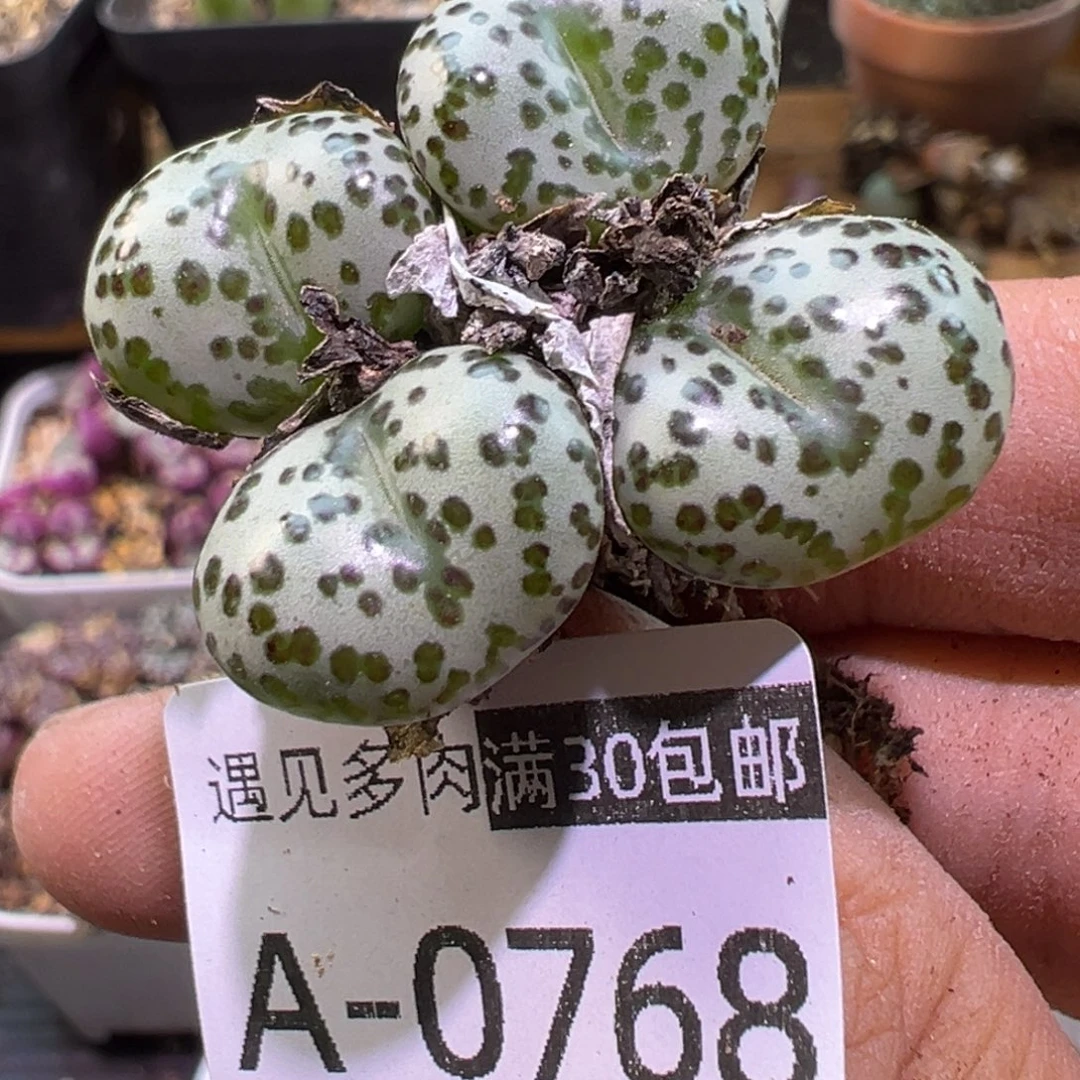 多肉植物1111111111111