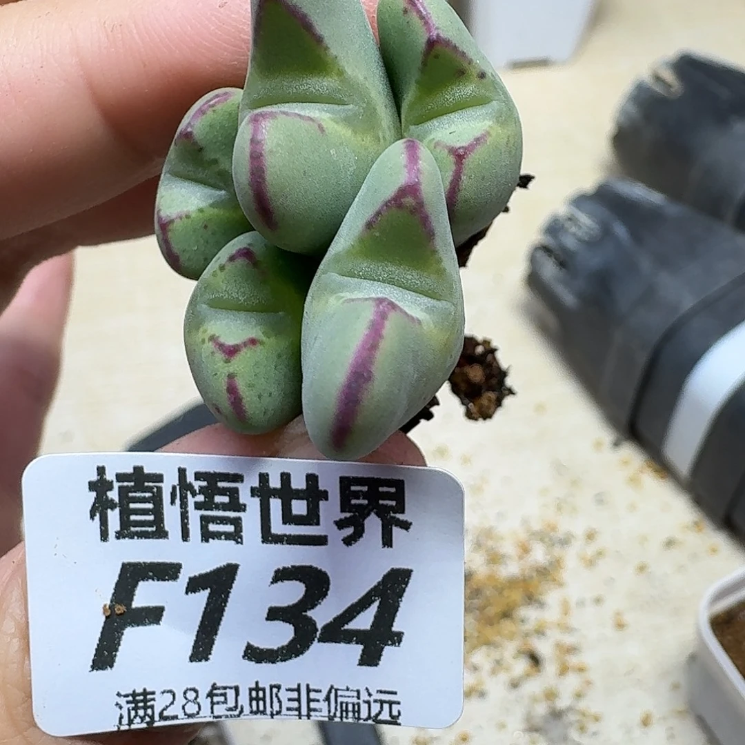 多肉植物的人生fvbn