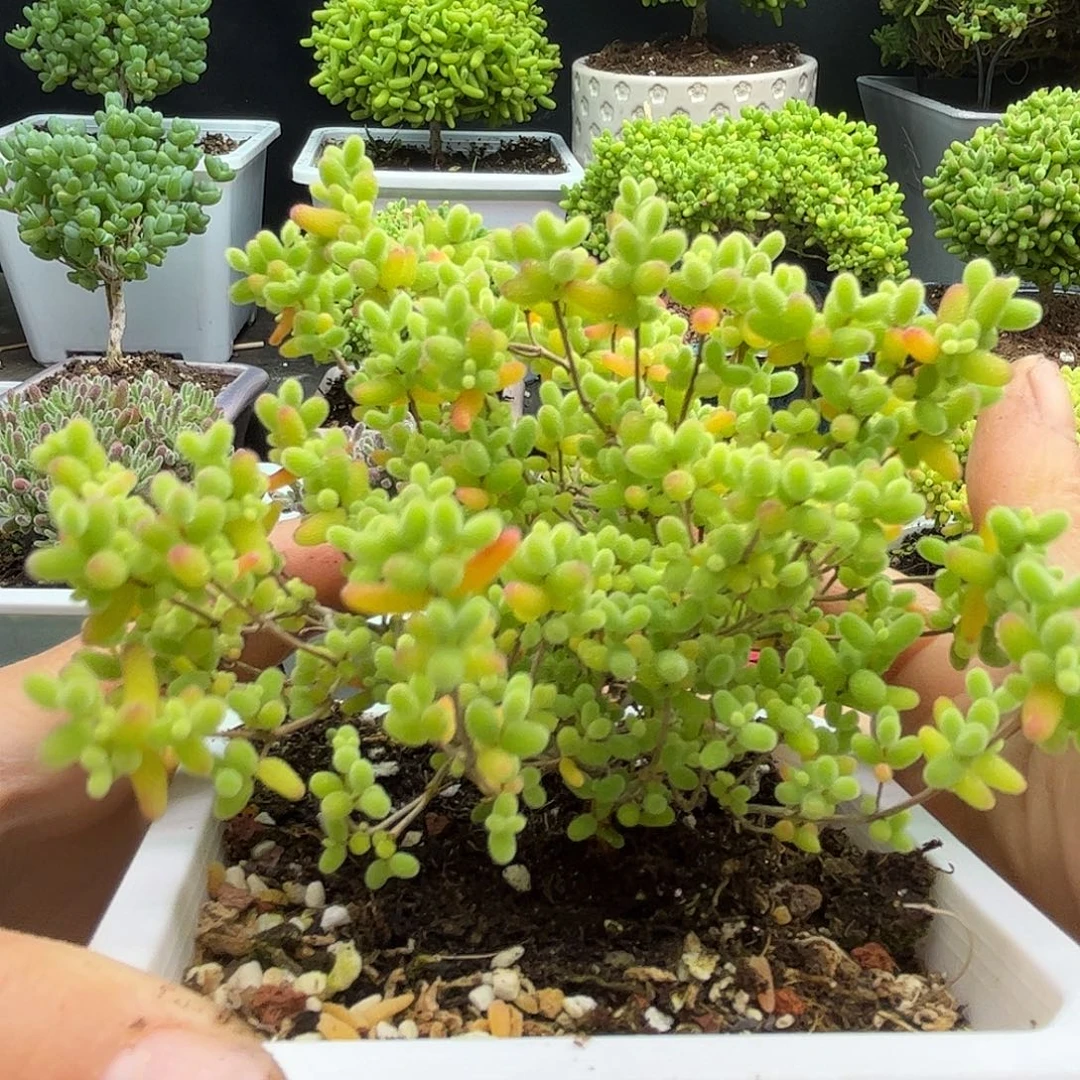 C****蜜桔老桩优选枝干