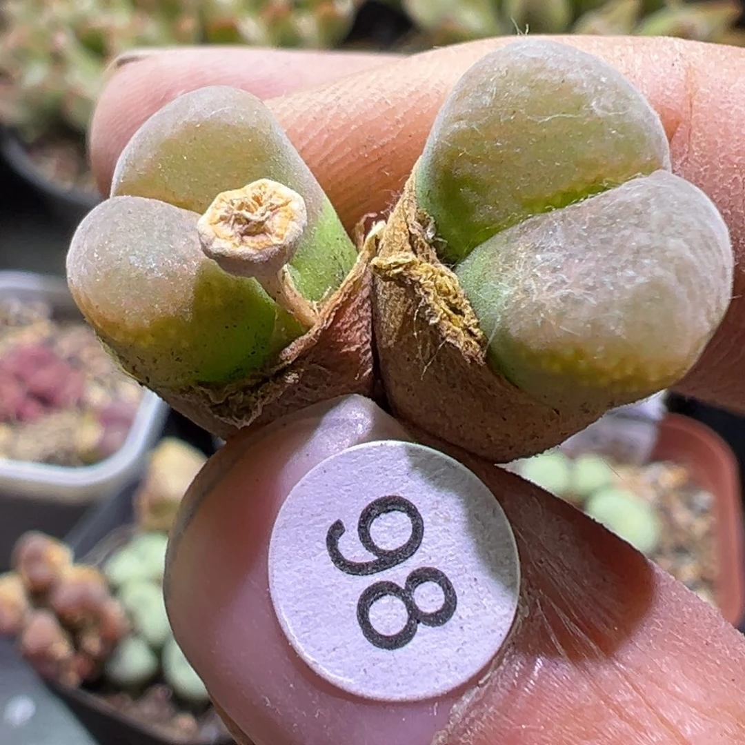 多肉植物1111111111111