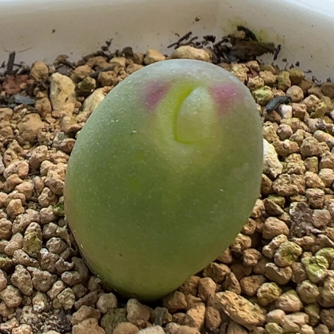 怪可爱 肉锥植物