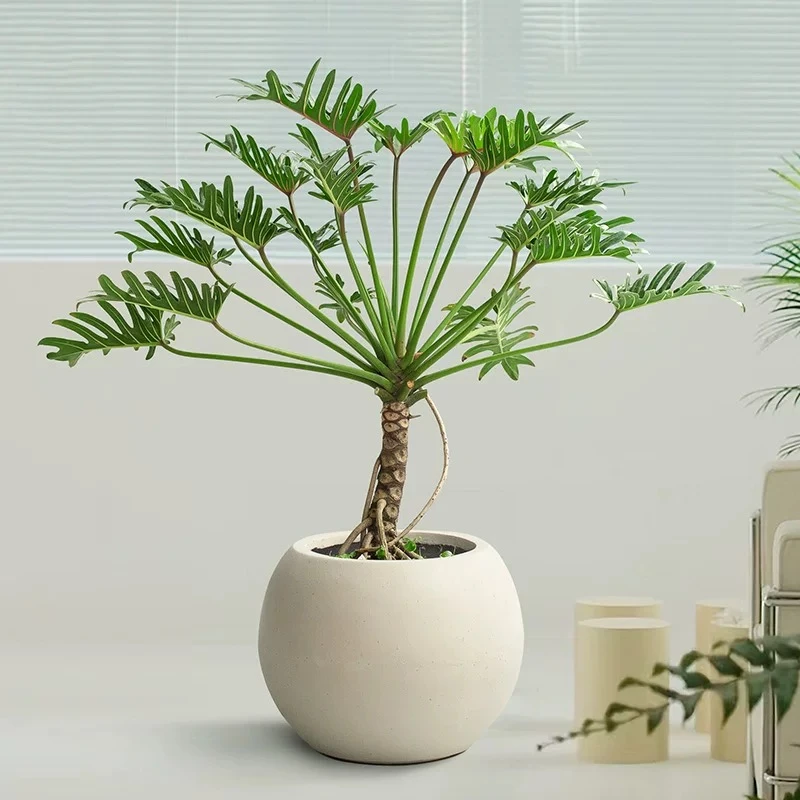 小天使盆栽室内耐阴植物老桩龙鳞绿植净化空气办公室大盆栽