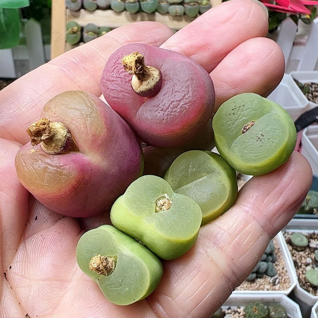 毛哈尼一手包邮……………………