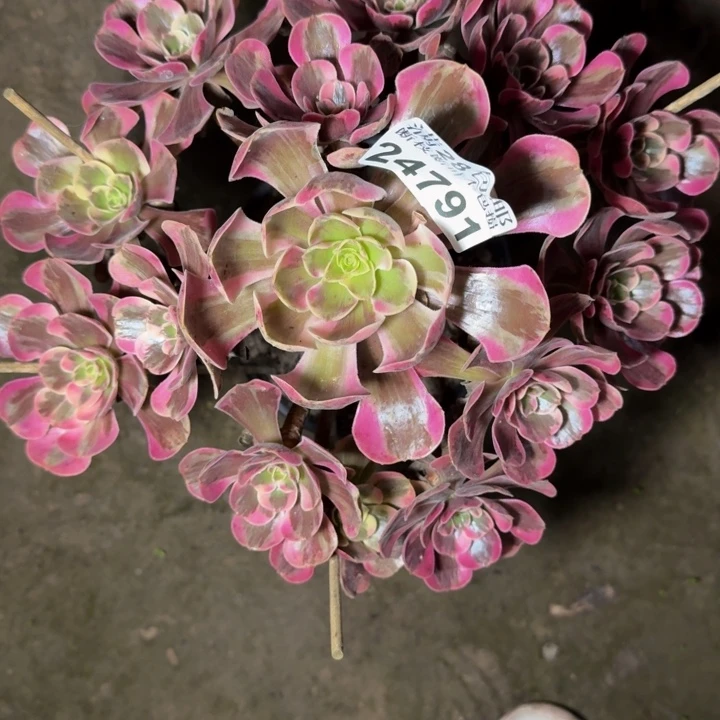 24791凤冠多肉也植物