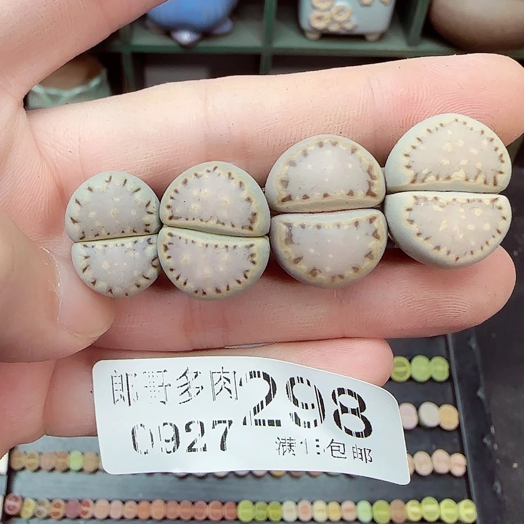满满18包邮0927-298