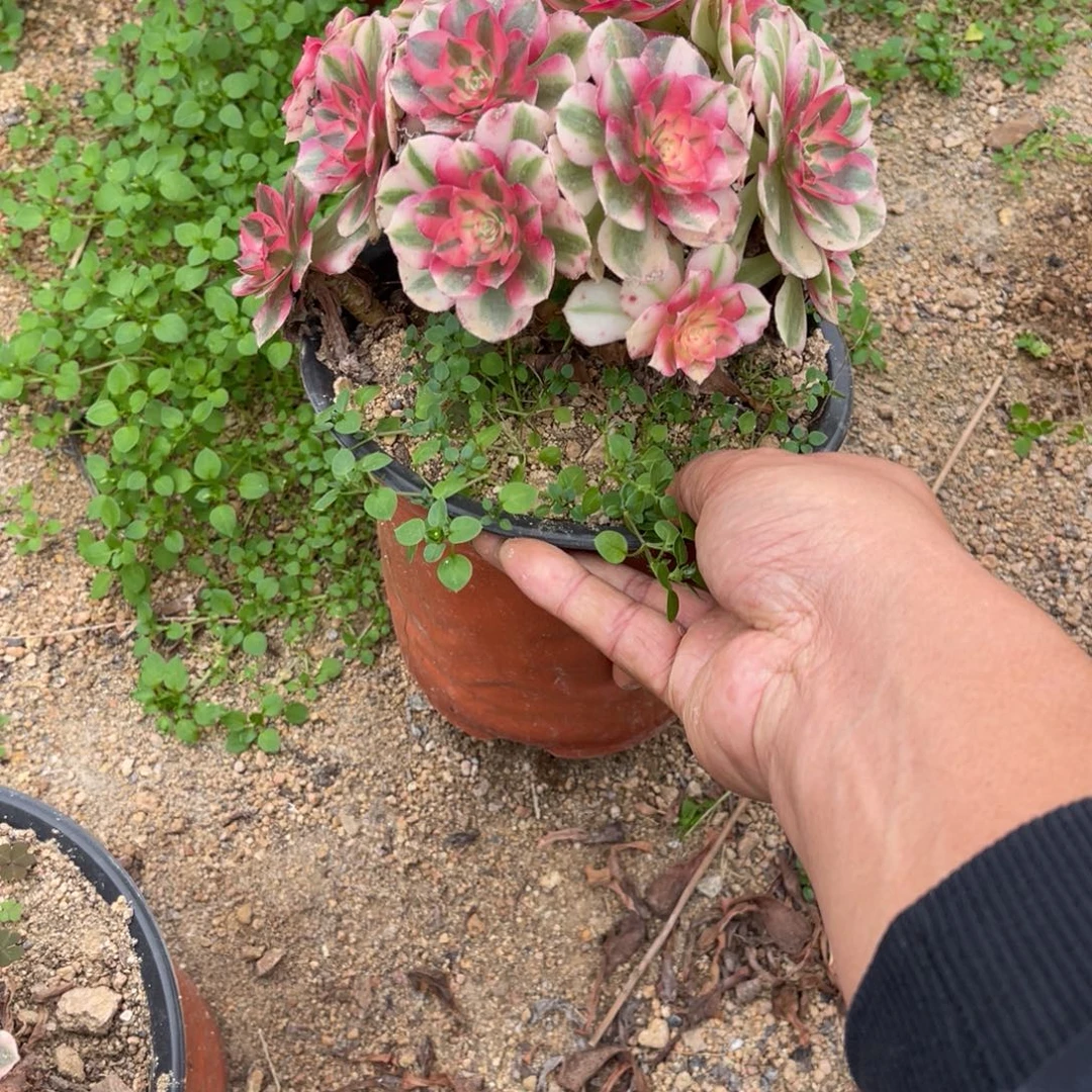 11-15-47倾城法师锦多肉