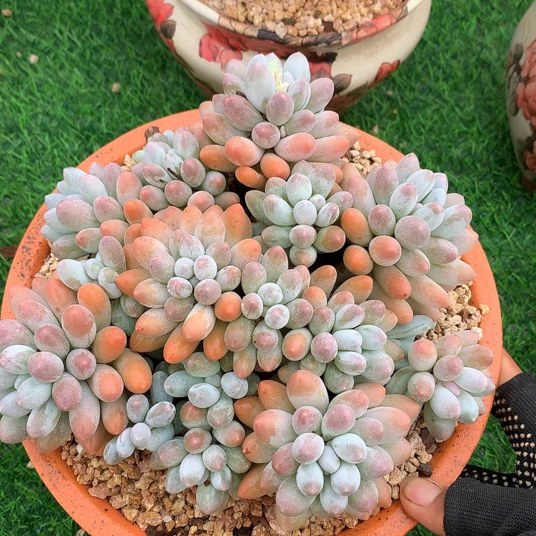 汤圆群20 公分一物一拍