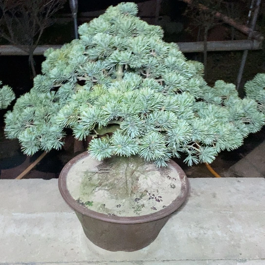 小***花无花朵盆景111111111