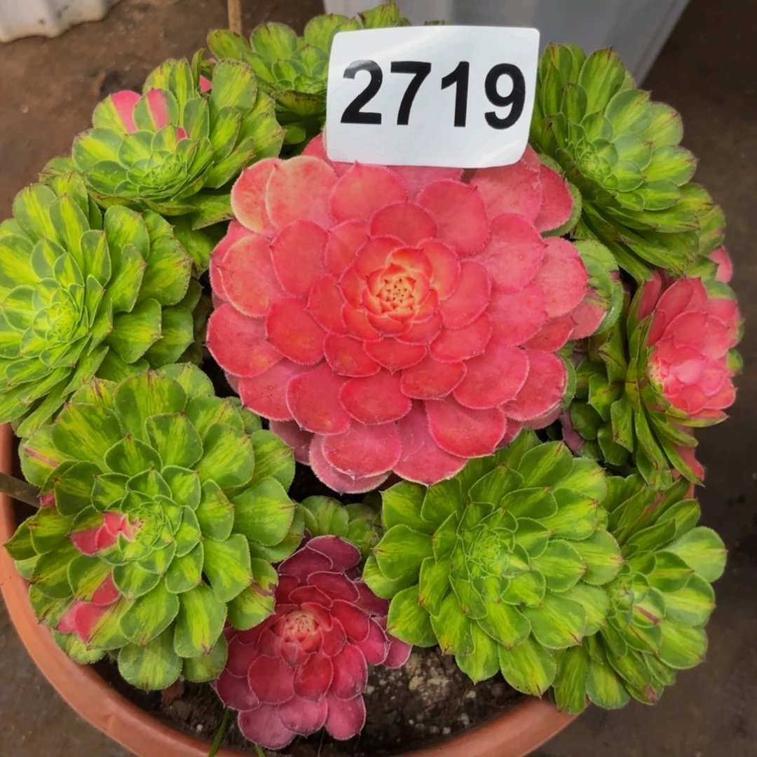 痴***亮2719多肉植物知否特价