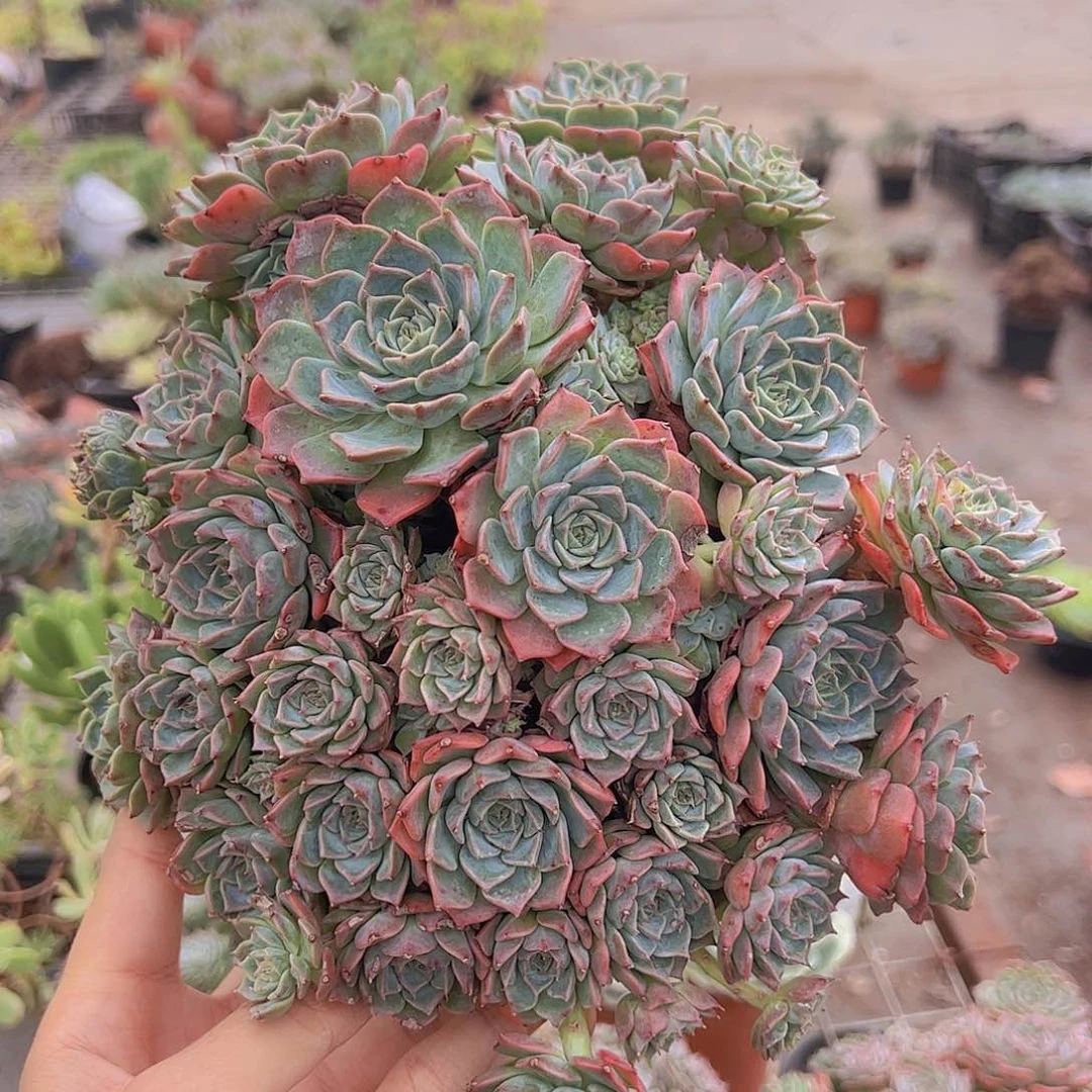 海滨格瑞多头大盆群精品带盆土