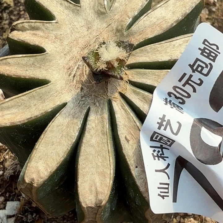 8***6无花朵苗接勃氏苗792