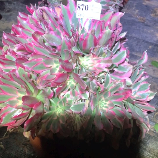 多肉植物女巫870