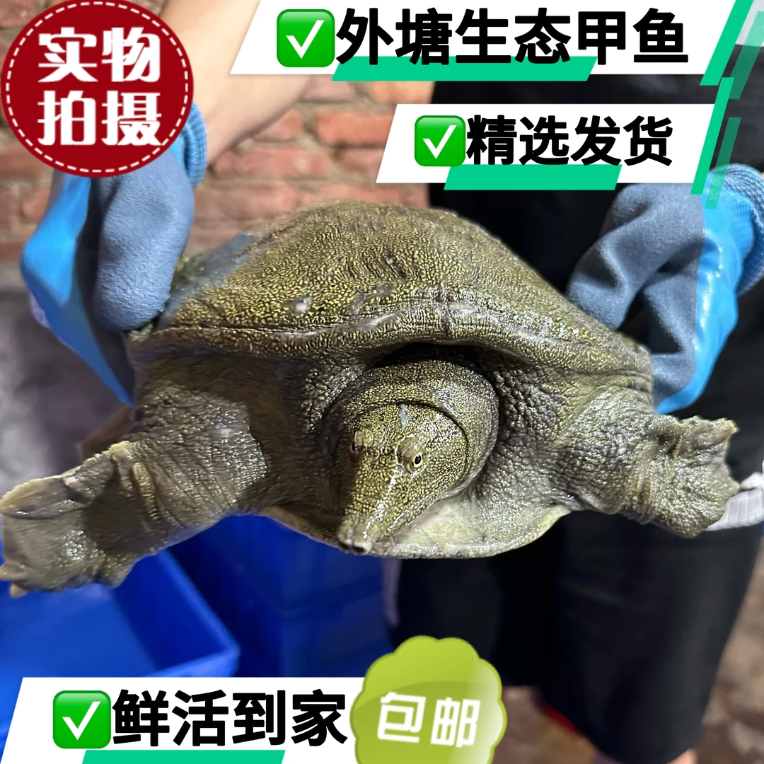 单只甲鱼2斤到5斤规格外塘生态散养