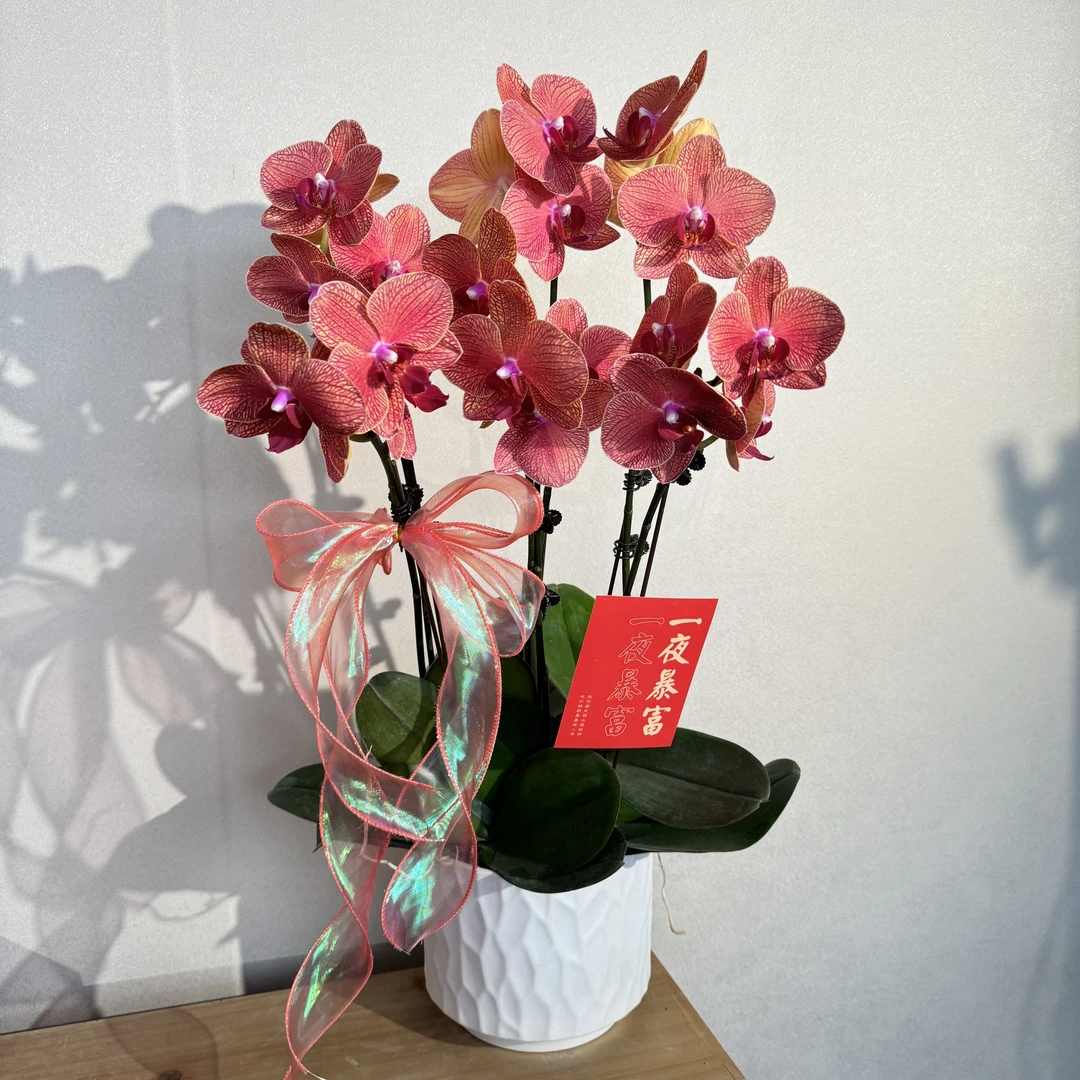 蝴蝶兰《心想事橙》喜庆橙红色年宵爆款 苗情优质叶片碧绿 基地直发