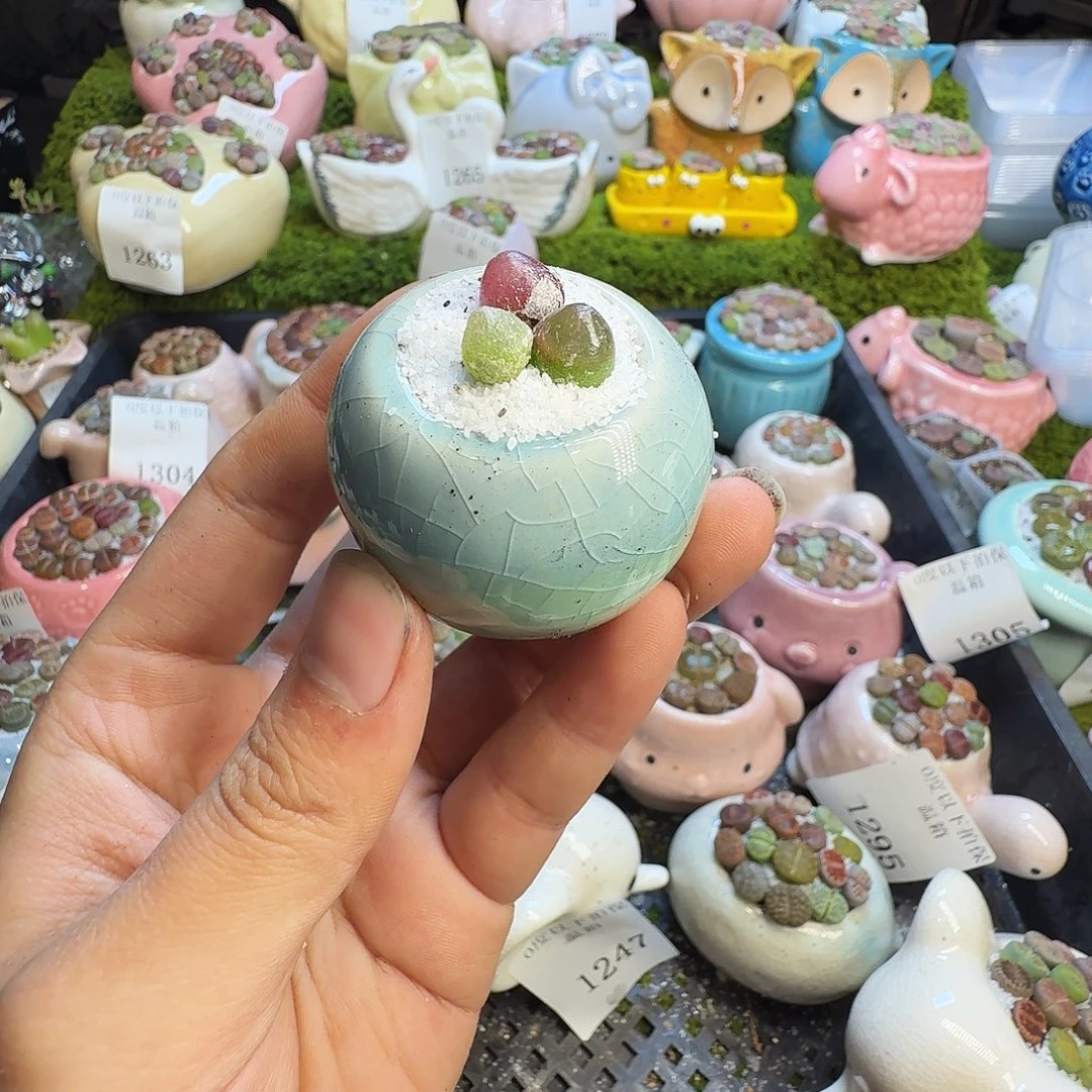 多肉葡萄的味道1313