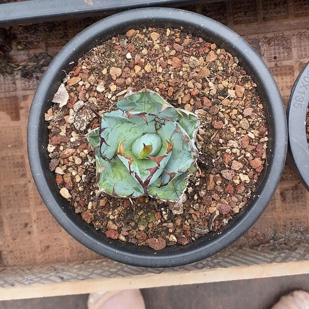 当前无花朵，栽培后可花朵