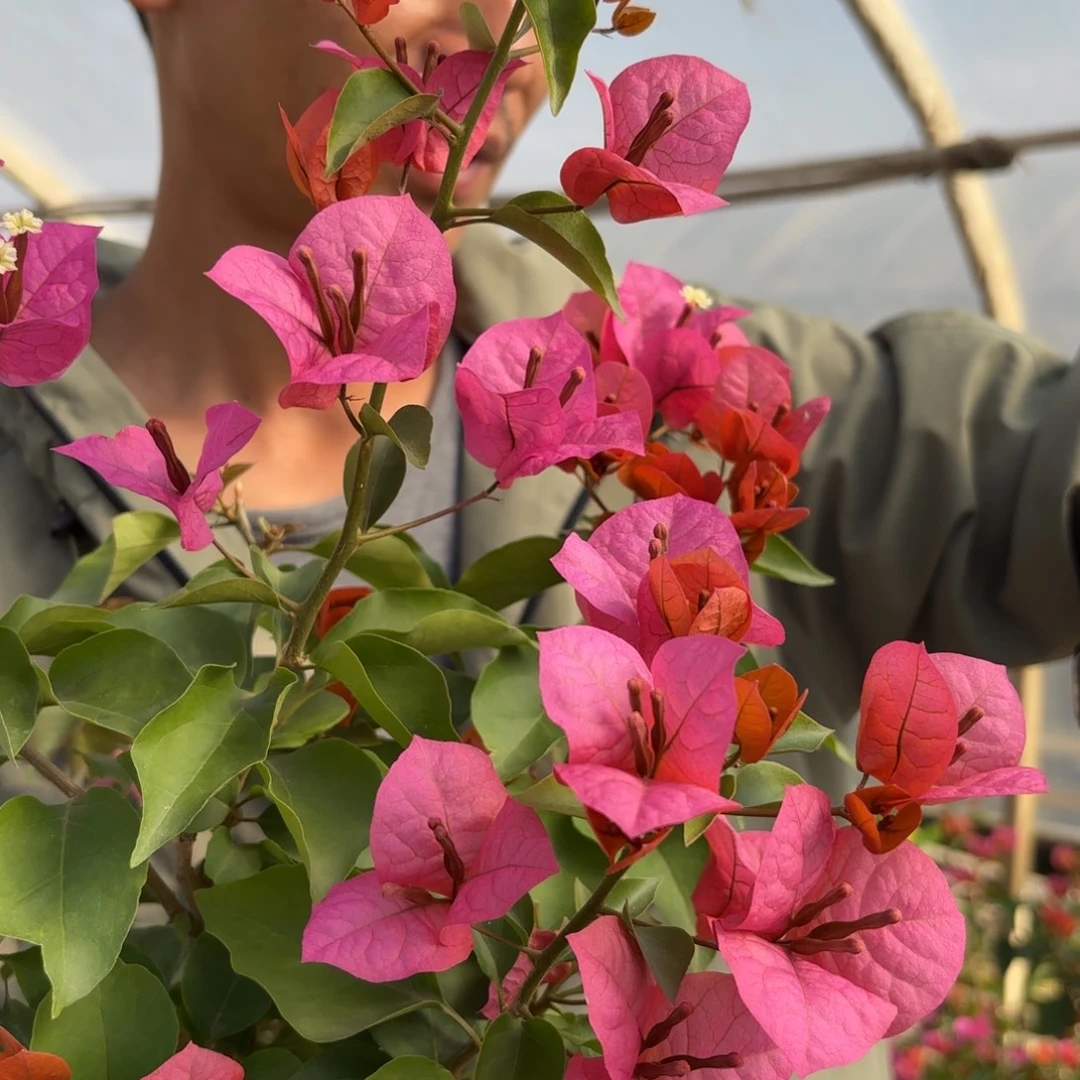 全部花苞（米奇）三角梅会落花落叶会光杆苗有大有小