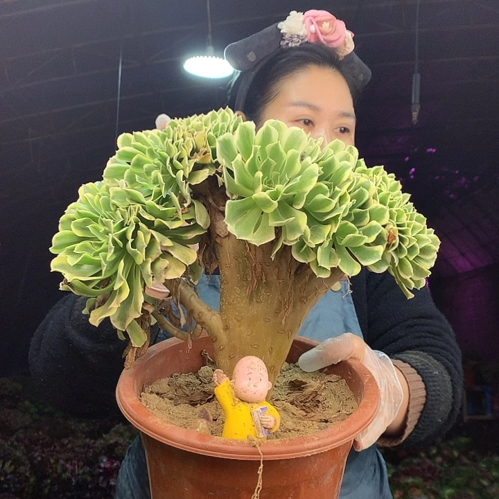 柒柒精品多肉脱土发货不包断侧枝S650