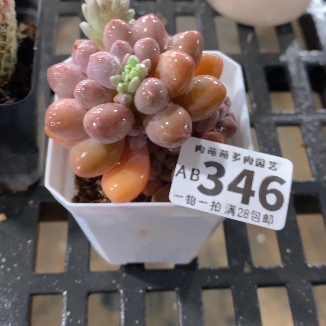 肉萌萌拇指盆精控多肉AB346