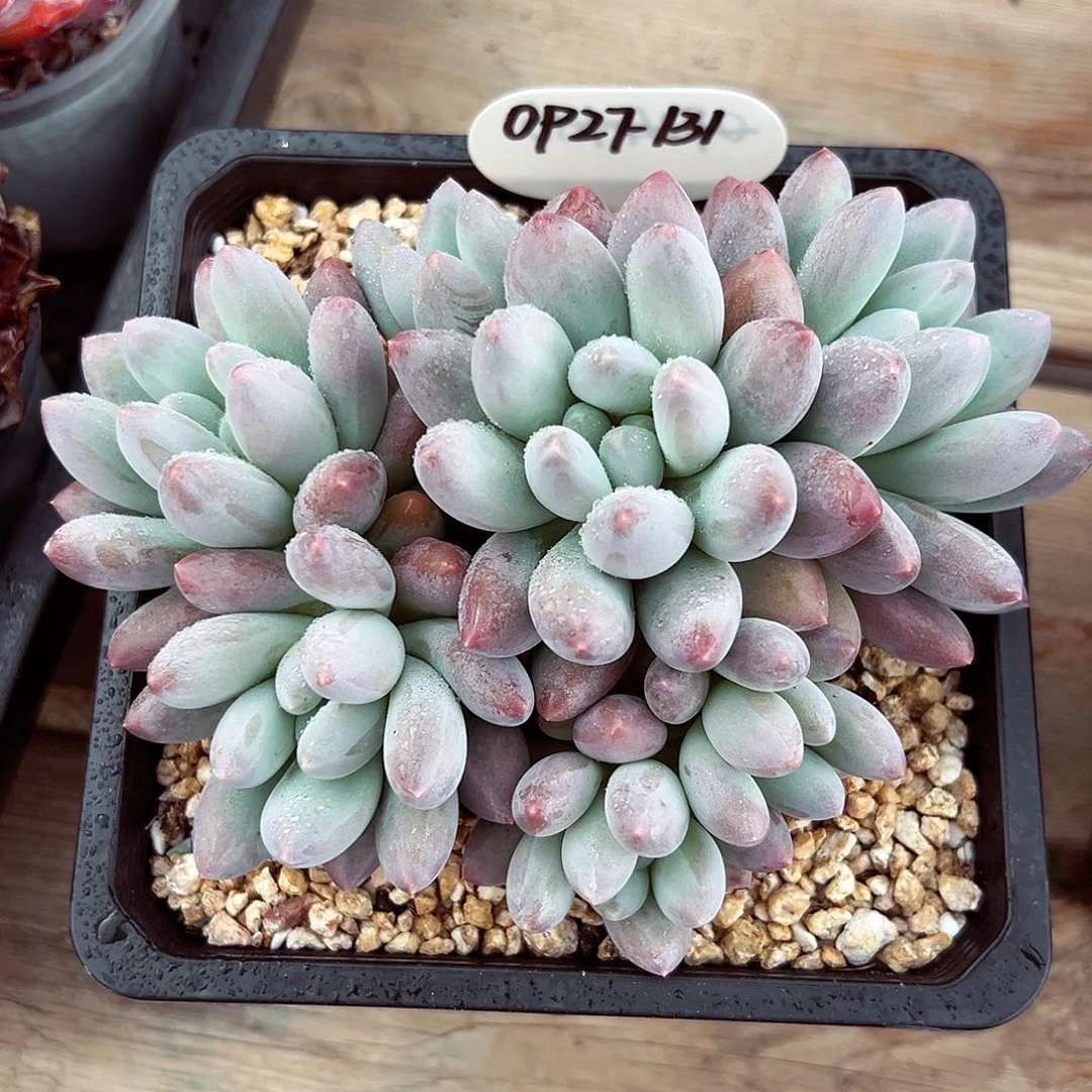 0927-131香所群。。。。