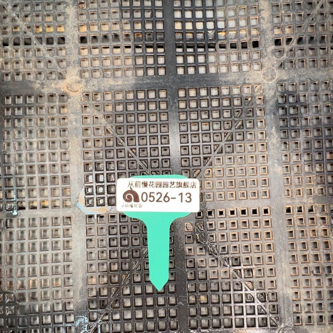 从前慢多肉精选编号0526.13