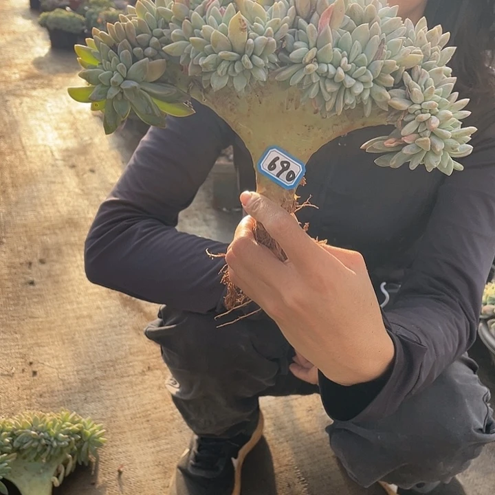 690淡雪缀 一物一拍多肉