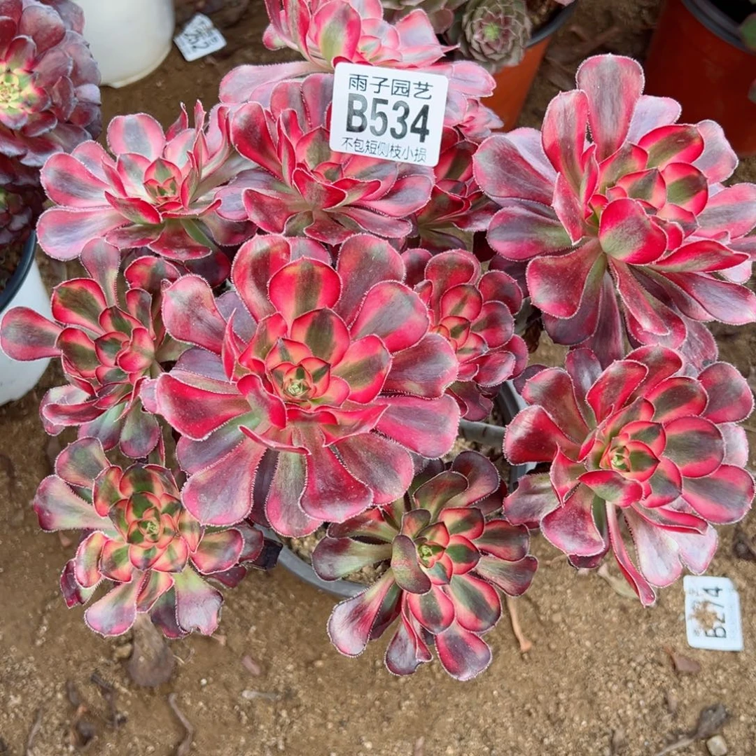 534丽娜尺寸22左右